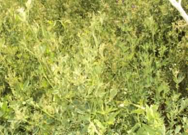 Damage caused by weevil in alfalfa