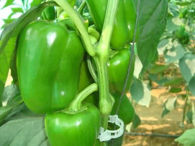 Flowering and fruit formation in capsicum crop