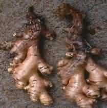 Rhizome rot symptom in ginger roots
