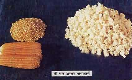 VL ambar variety of pop corn