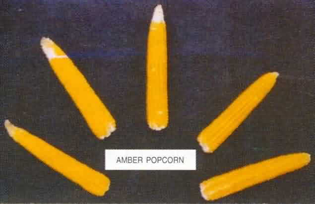 Amber pop corn