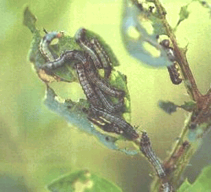 Potato Cut worm-Larvae with symptom of damage