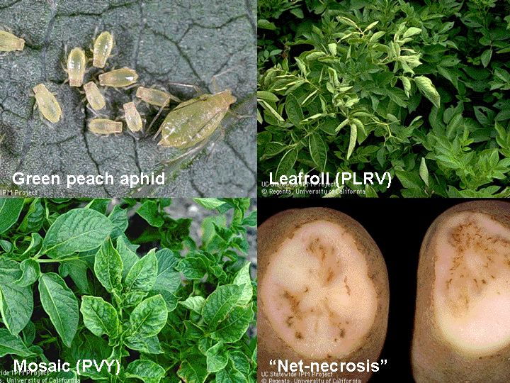 Aphid in Potato