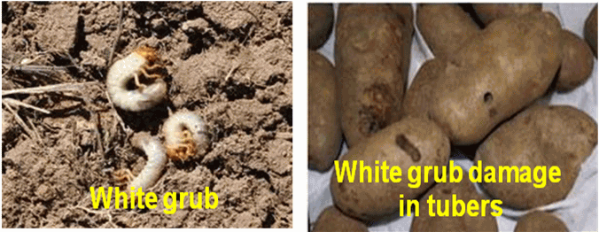 White Grub Damage in Potato