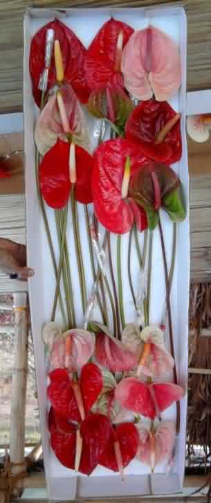 Packaged Anthurium flowers in boxes 