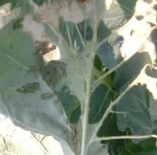 Leaf webber larvae in cauliflower