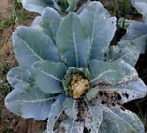 Tobacco caterpillar in cauliflower crop