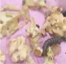 Tobacco caterpillar larva in cauliflower crop