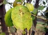 Scale insect on leaves