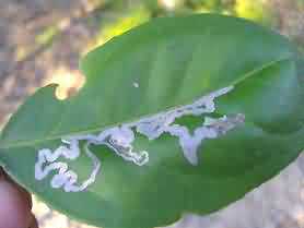 Leaf damaged by citrus leaf miner