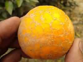 Damage of citrus mite