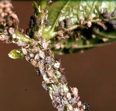 Aphid in Ground Nut