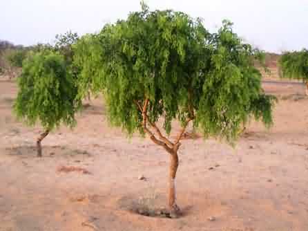 Khejri tree in desert areas of Rajasthan