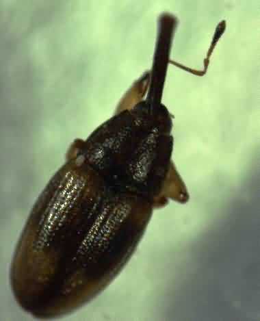 Figure.10. Female pollinating weevil