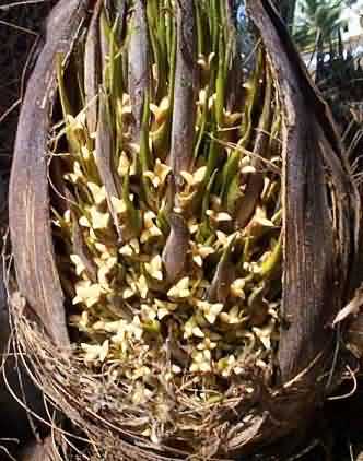 Figure 3. Receptive female flower of palm 