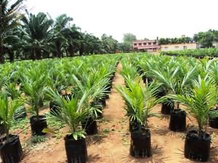 Secondary nursery of palm