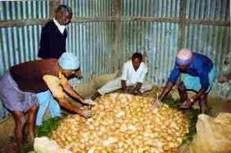 Placing the carbon-di-sulphide inside potato seed heap