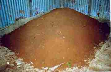 Covering the treated potato seeds with soil