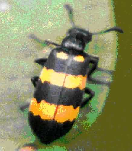  Blister beetle of pulse crop