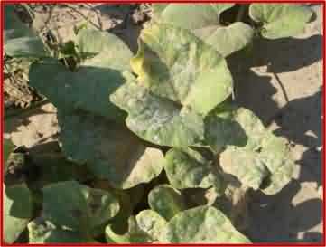 चुर्णिल आसिता : रोग ग्रसित पौधों की पत्तियां