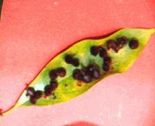 Leaf gall infestation in Muga host