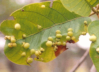 Leaf gall infestation in Muga host