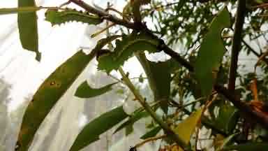 Muga Silkworm Feeding on Som plant
