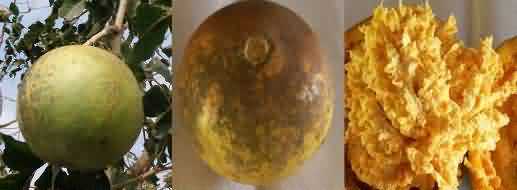 Pant Aparna variety of bael or wood apple