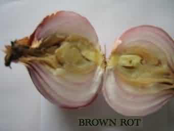 Onion Brown rot