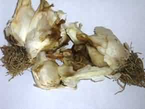 Garlic Soft rot