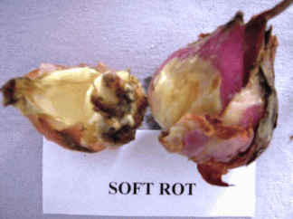 Onion Soft rot