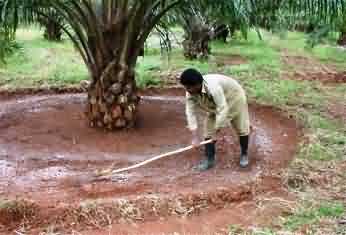 Methods of fertilizer application in Oil Palm
