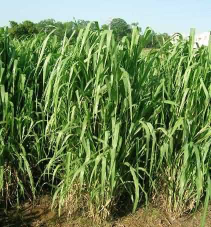 Guinea grass variety JHGG 04-1 or Bundel Guinea-2
