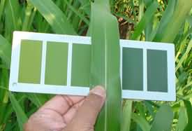 Determination of LCC value by using Leaf colour chart in paddy crop