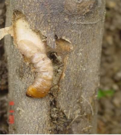 trunk borer insect of orange