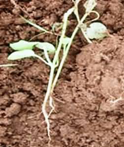 Damage Seedling of Brinjal