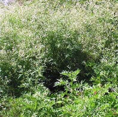 Effects and control of Parthenium grass 