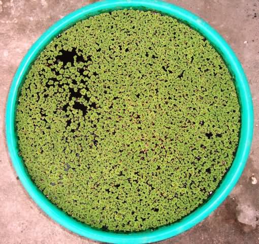 Azolla production for fodder