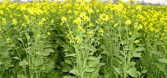 Mustard Cultivation