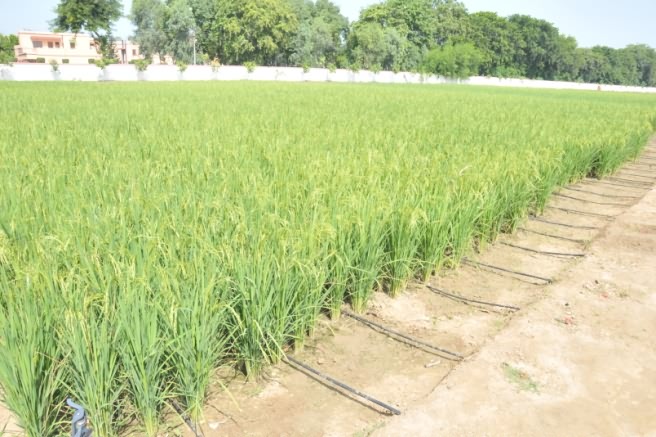 Drip irrigation system in paddy