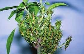 Mango leaf malformation disease