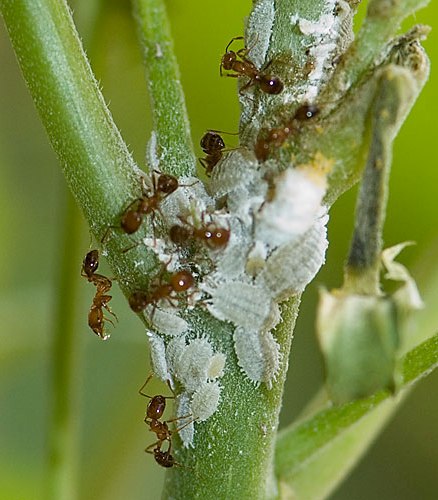 Mealy bug infestation on Egg plant