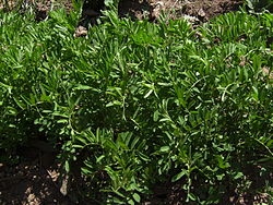 Lentil cultivation