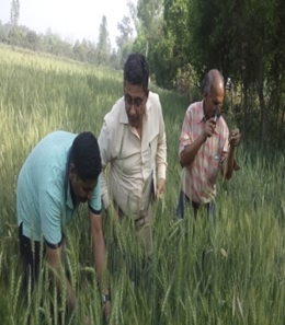 गेहूं के  खेत का निरीक्षण करते कृषि विशेषज्ञ