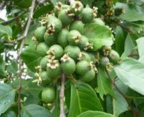 Guava cultivation