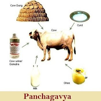 Panchagavya - an important medicine for plants 