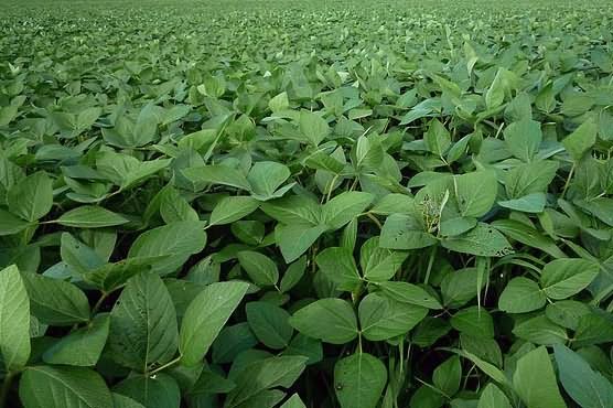 Soybean crop in field