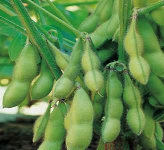 Soybean fruits