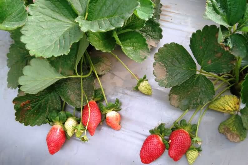 Strawberry farming