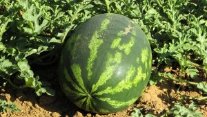 Watermelon and Muskmelon cultivation